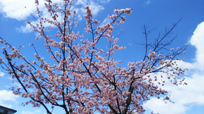 名古屋で 一足早い 春を満喫