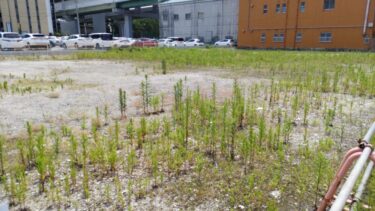跡地はポルシェのショールーム！？・・・すゞや名古屋支店跡地　2024年６月